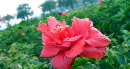 扶桑花风水|扶桑花风水寓意与作用（探索扶桑花的风水奥秘，改善生活能量气。